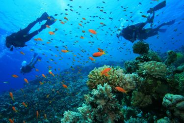 Reef Diving Tours