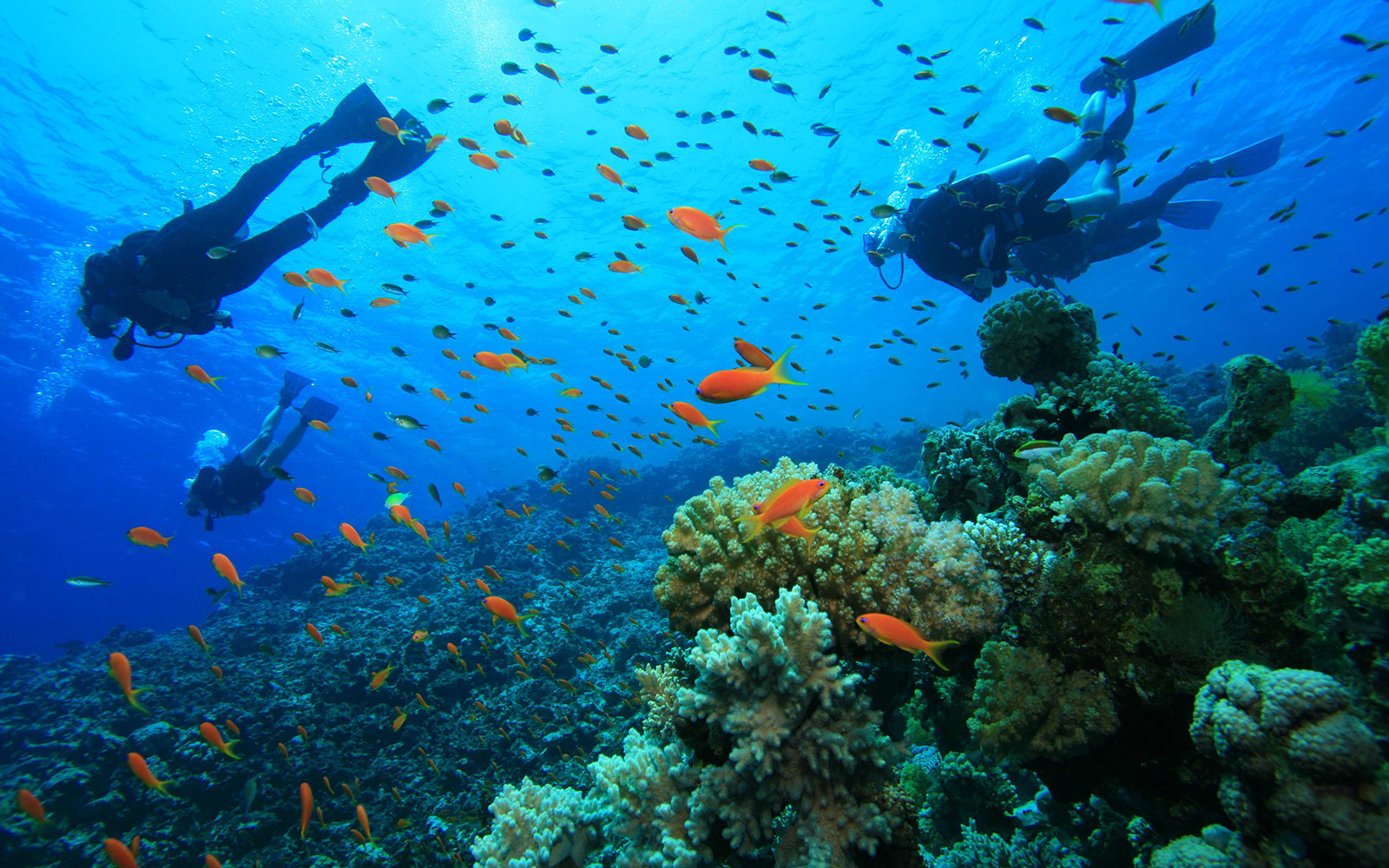 Reef Diving Tours